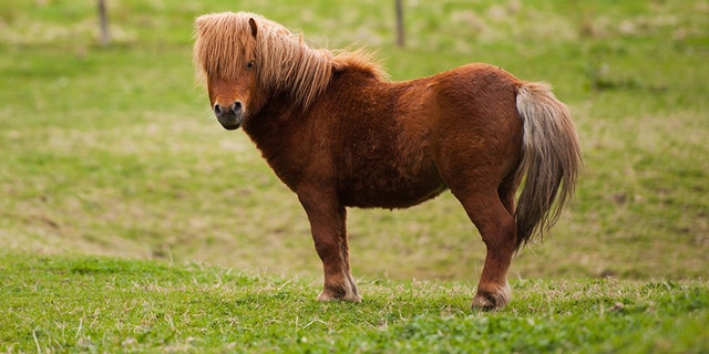 Miniature horses are officially allowed to fly as service animals in all cabins of commercial planes, as part of a new set of guidelines strengthening protections for emotional support and psychiatric service cats, dogs and the tiny equines.