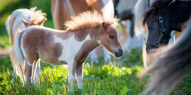 The announcement doesn’t bind airlines to fly all service miniature horses by law, but does allude to penalties if carriers violate the new rule, CBS reports.