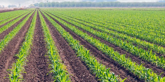 Prosecutors say Missouri farmer Randy Constant made millions by falsely marketing non-organic corn and soybeans as certified organic on a massive scale.