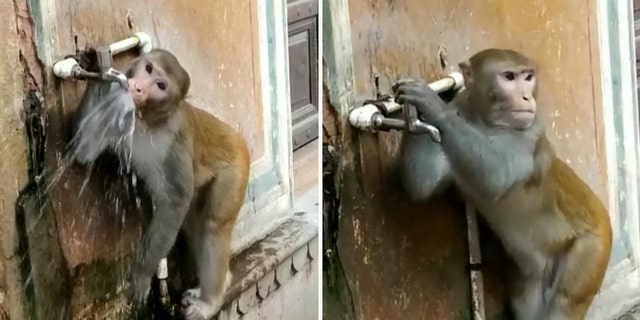 A monkey in the holy town of Vrindavan in Uttar Pradesh, India, has gone viral after taking a drink from a street tap and then carefully turning it off.