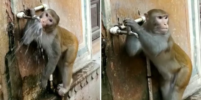 A monkey in the holy town of Vrindavan in Uttar Pradesh, India, has gone viral after taking a drink from a street tap and then carefully turning it off.