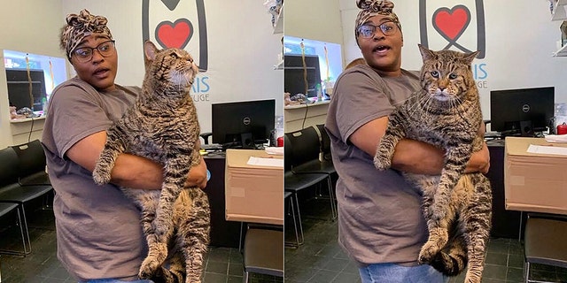 26-pound tabby cat goes viral on social 