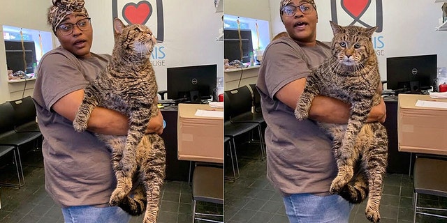 BeeJay the giant tabby made have found his forever home after photos of him went viral on social media.