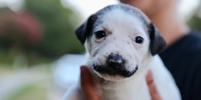 Salvador Dolly and her litter will be taken to NYC toward the end of August or early September to be adopted.