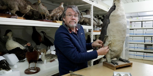 Dr. Paul Scofield, senior curator for natural history at Canterbury Museum, holds the fossil, a tibiotarsus, top, next to a similar bone of an Emperor Penguin in Christchurch, New Zealand, Wednesday, Aug. 14, 2019.