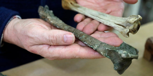 Dr. Paul Scofield, senior curator for natural history at Canterbury Museum, holds the fossil, a tibiotarsus, left, next to a similar bone of an Emperor Penguin in Christchurch, New Zealand, Wednesday, Aug. 14, 2019.