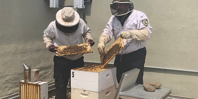 Officer Mays, left, and Officer Lauriano, right, told Fox News they both enjoyed beekeeping as a hobby before doing it professionally for the NYPD.