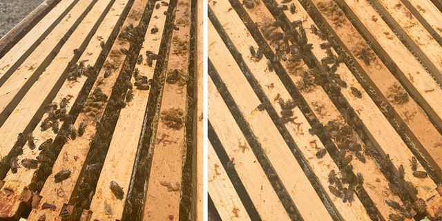 The NYPD's beekeepers estimated more than 40,000 bees live in one of the two hives located on the roof of the Precinct.