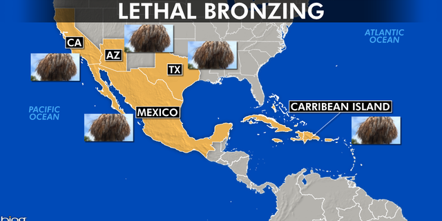 Researchers say lethal bronzing likely originated in Mexico. The disease is also found in parts of Texas and throughout the Caribbean. There is also concern it will spread to Arizona and California.