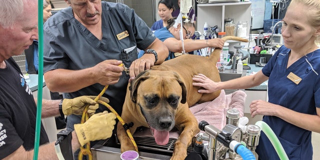 Joey was treated for heat exhaustion and injuries to his paw pads, the SDHS said.