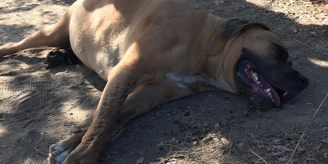 Joey collapsed and started panting heavily, a sign of heatstroke, while on a walk with his owner on a hiking trail Saturday, the SDHS said.
