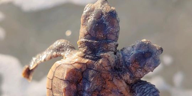 The spotted turtle hatchling was found on Hilton Head Island, S.C.