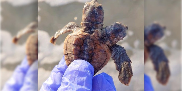 The two-headed turtle stunned the researchers.