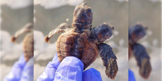 The two-headed turtle stunned researchers.