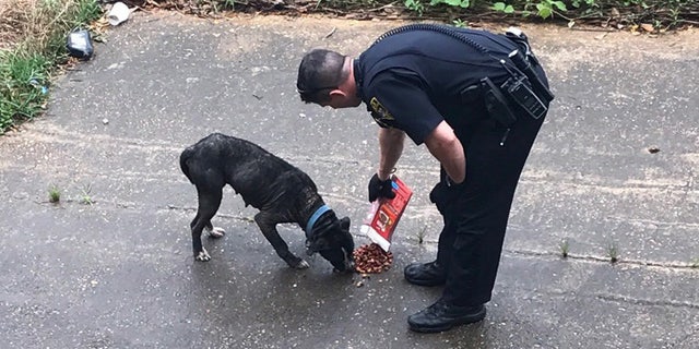 Sean Tuder is pictured here feeding an emaciated dog with food he purchased, while waiting for animal control to arrive.