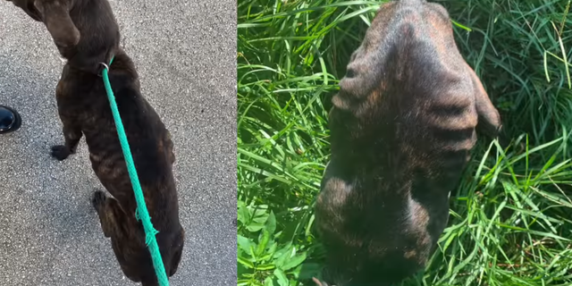 Investigators said Neptune, pictured here, was "visibly emaciated" and "malnourished."