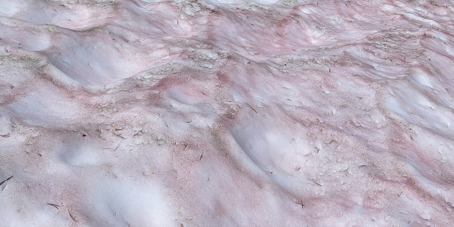 The reddish colored snow often called "watermelon snow" is actually caused by a cold-loving algae that live in the snow, according to the National Park Service.