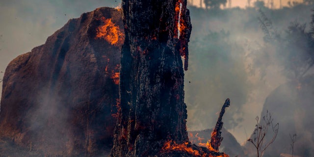 View of a burnt area of forest in Altamira, Para state, Brazil, in the Amazon basin, on August 27, 2019. - Brazil will accept foreign aid to help fight fires in the Amazon rainforest on the condition the Latin American country controls the money, the president's spokesman said Tuesday.