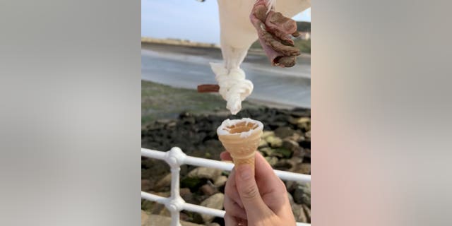 The seagull makes its daring raid.
