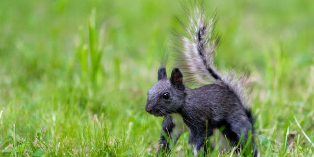 This member of the gray squirrel species has black fur. (Credit: Shutterstock)