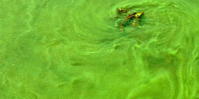 A close-up shot of a blue-green algae bloom.