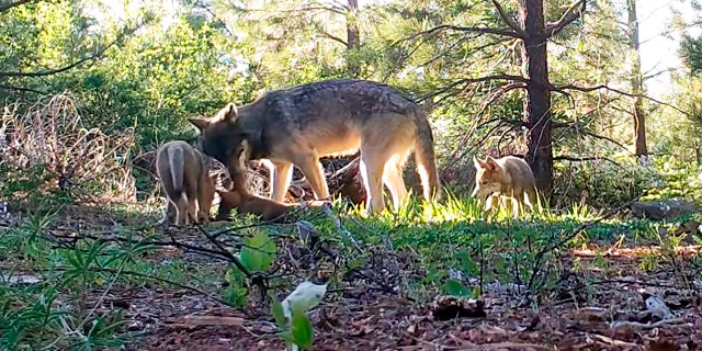 Amaroq Weiss, who advocates for West Coast wolves with the Center for Biological Diversity, says that the return of wolves to the state is an important development for conservation efforts. (California Department of Fish and Wildlife via AP)