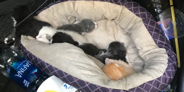 The BMW Jason Pitts allegedly stole had kittens inside.