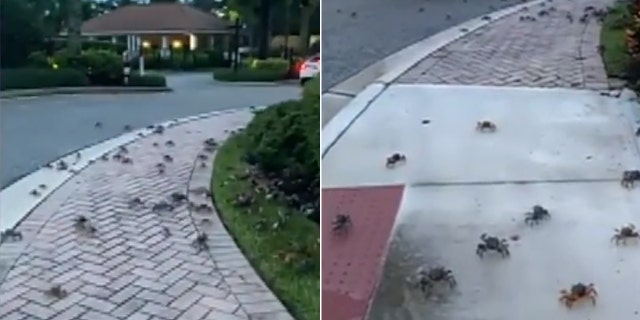 Abriel Arnel, a Stuart resident, posted a video to Facebook showing hundreds of the sea critters crawling around her home.