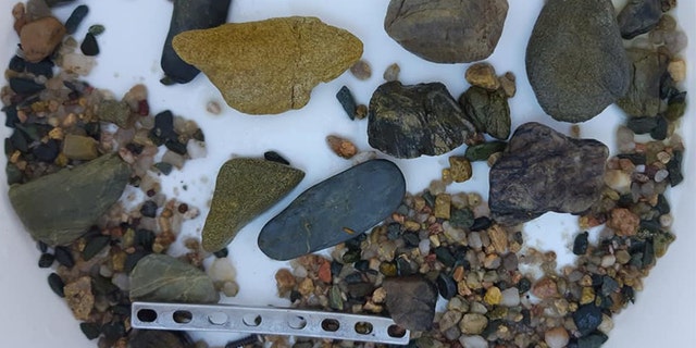 The plate was found among numerous stones M.J. used as gastroliths to help grind up food, the farm said.