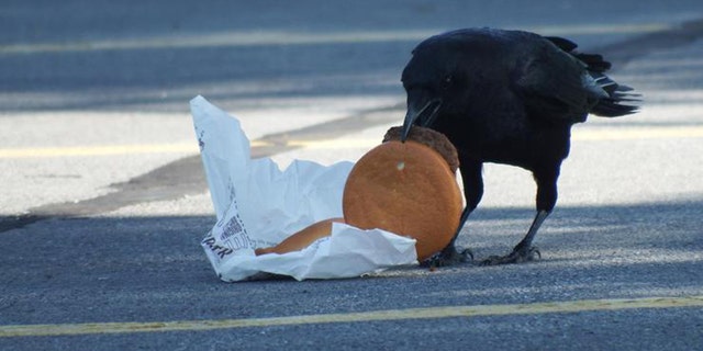 Um corvo festeja em um hambÃºrguer descartado.