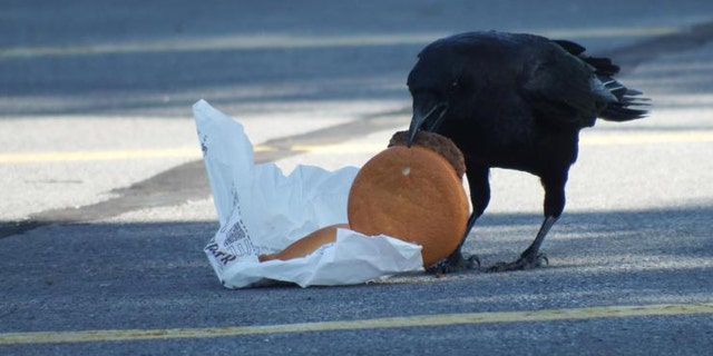 Um corvo festeja em um hambúrguer descartado.