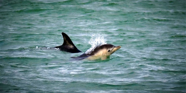 A Short Beaked Common Dolphin newborn calf spotted off the coast of Labrador Bay,Teignmouth, South Devon, Aug. 1 2019. (Credit: SWNS)