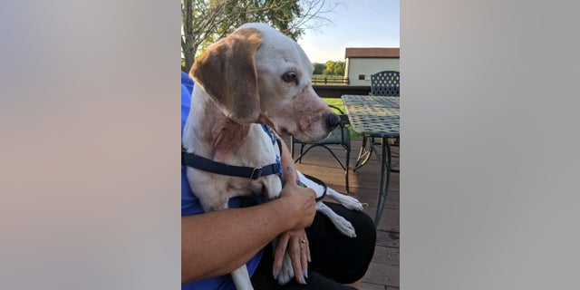 Authorities in Ohio said the person who found a badly injured dog earlier this month lied about its injuries to get free veterinary care.