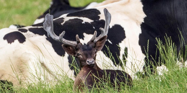 A confused deer which thinks it's a cow has been spotted grazing in the British countryside and is now convinced he is one of the herd. (Credit: SWNS)