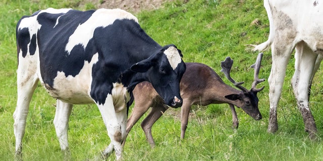 Wildlife photographer Andrew Fusek Peters, 54, captured bizarre images of the male fallow deer after it was adopted by the group of cows several months ago. (Credit: SWNS)