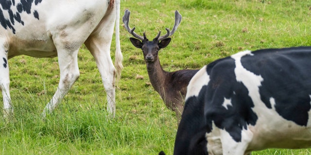 The deer can now regularly be seen grazing in the field just north of Craven Arms in the Shopshire hills. Peters believes such unusual behavior had never been captured on camera before. (Credit: SWNS)