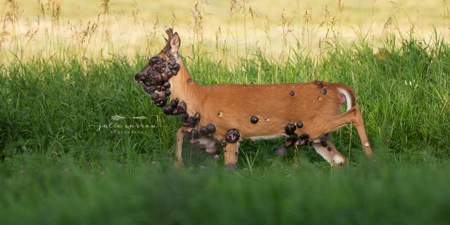 The tumor-covered deer is suffering from fibromatosis.