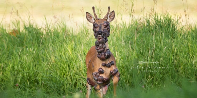 The deer was photographed in southwestern Minnesota.