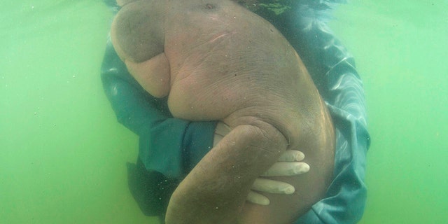 An official of the Department of Marine and Coastal Resources, hugs in May "Mariam," a baby dugong lost from her mom in southern Thailand. The 8-month-old dugong nurtured by marine experts after it was found has died with plast in her stomach.(Sirachai Arunrugstichai via AP.)