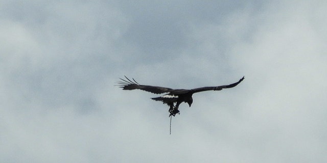 A golden eagle was recently spotted flying with a trap on its leg. (SWNS)