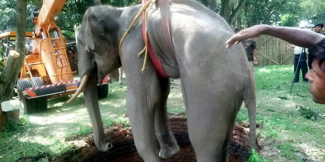 Rescuers used a crane to lift the elephant from the well. (Credit: SWNS)