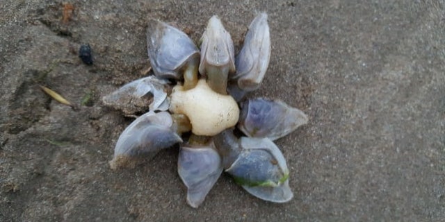 The unusual 'buoy barnacle' that washed up on a British beach. (SWNS)