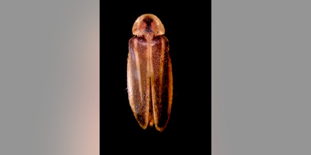 This image released by Delaware State University shows a rare Bethany Beach Firefly, Oct. 19, 2018, in Dover, Del. Some environmentalists want the firefly added to the federal Endangered Species List. (AP Photo/Christopher M. Heckscher, Delaware State University)
