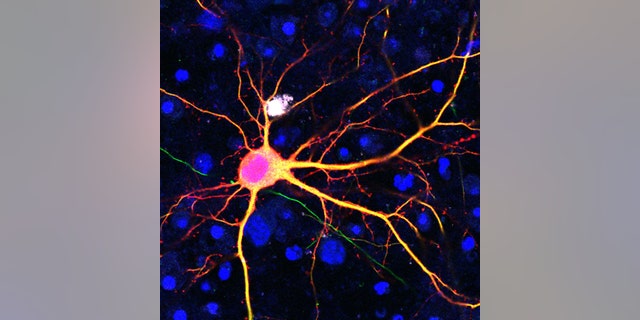Neuron targeted using the SATI technology. Credit: Salk Institute
