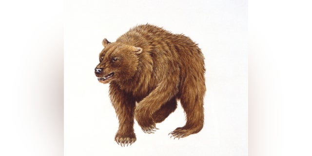 The cave bear also faced shrinking food resources and the start of the last Ice Age.