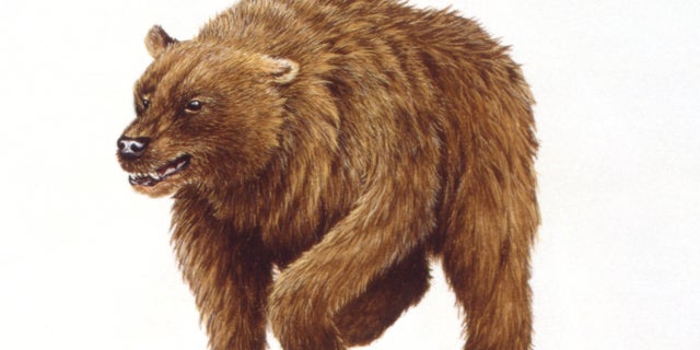 The cave bear also faced shrinking food resources and the start of the last Ice Age.