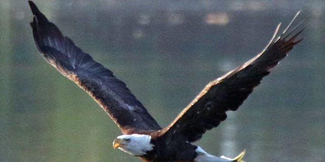 An American bald eagle carries a freshly caught fish at Mill Pond on August 10, 2018 in Centerport, New York.