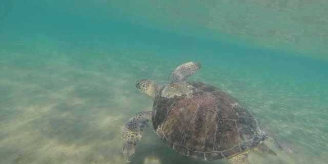 Green turtle swimming off Cyprus. (Credit: Emily Duncan)
