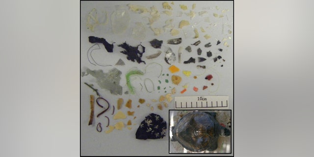 Some of the plastic found in green turtles. (Credit: University of Exeter)