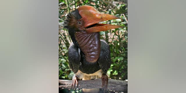 A new report claims endangered bird parts are for sale on Facebook. The helmeted hornbill is seen above. (Wikimedia commons)